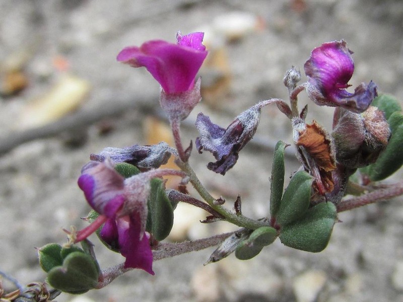 Indigofera vlokii photo 7