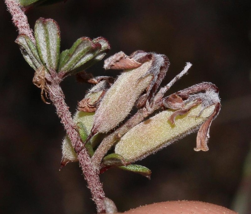 Indigofera vlokii photo 8