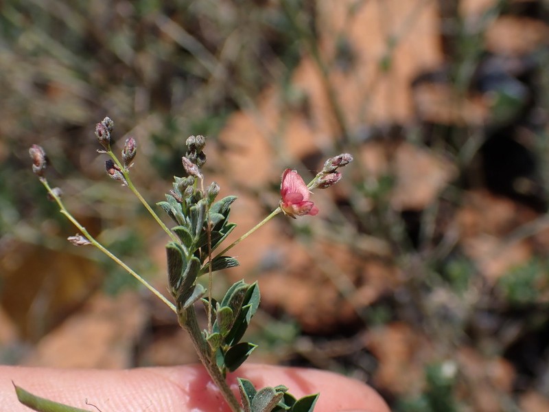 Indigofera vohemarensis