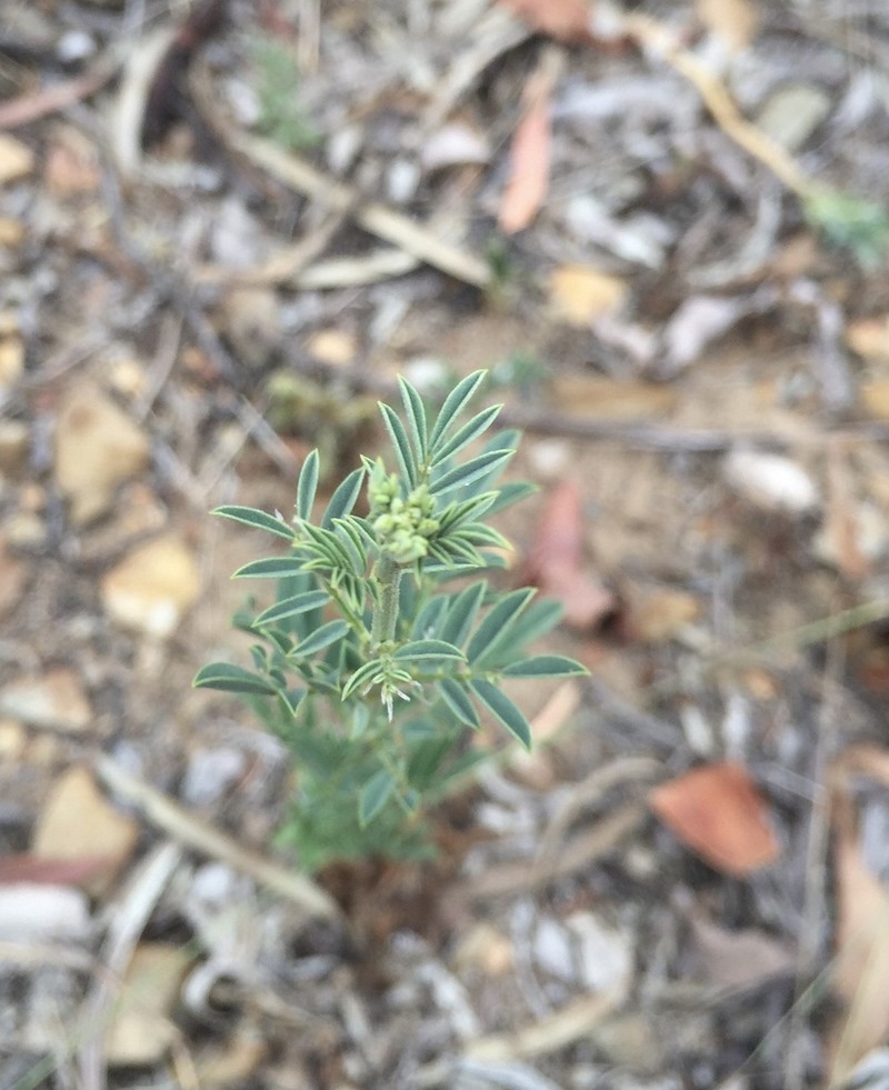 Indigofera vohemarensis photo 2