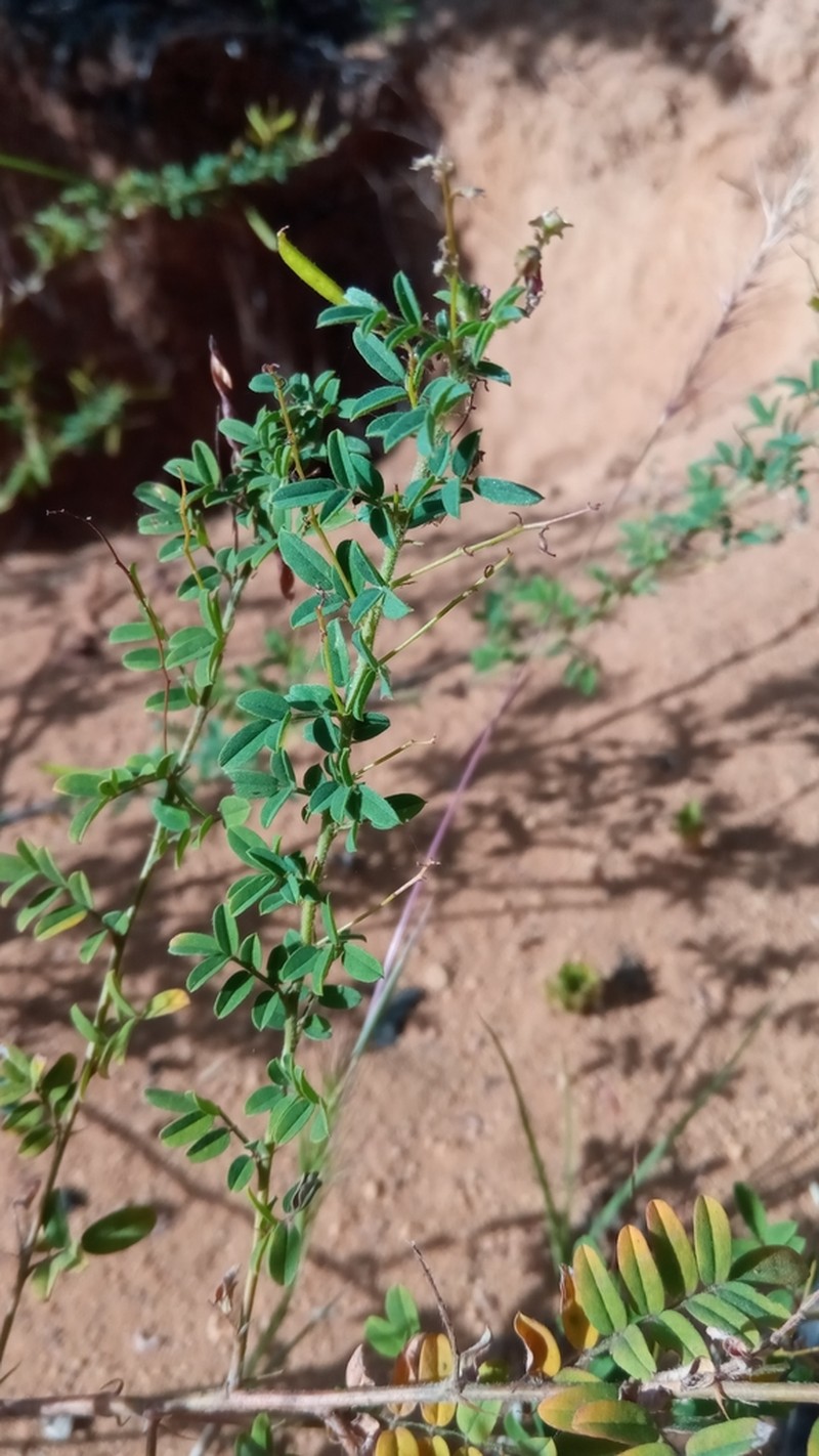 Indigofera vohemarensis photo 3
