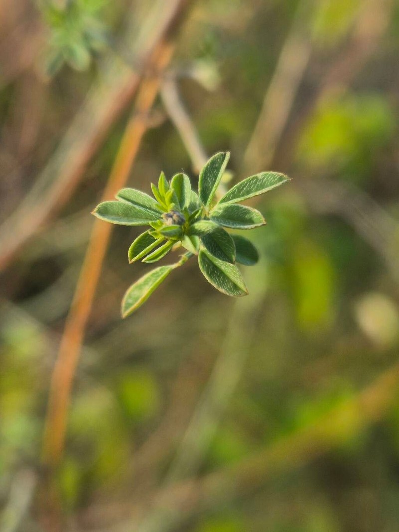 Indigofera vohemarensis photo 4