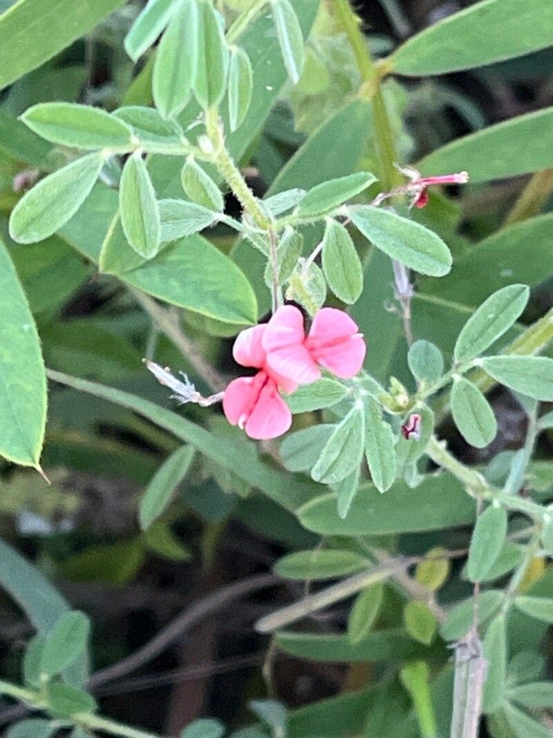 Indigofera vohemarensis photo 6