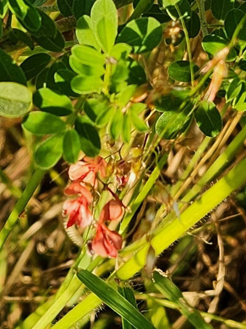 Indigofera vohemarensis photo 7
