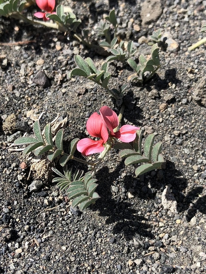 Indigofera volkensii