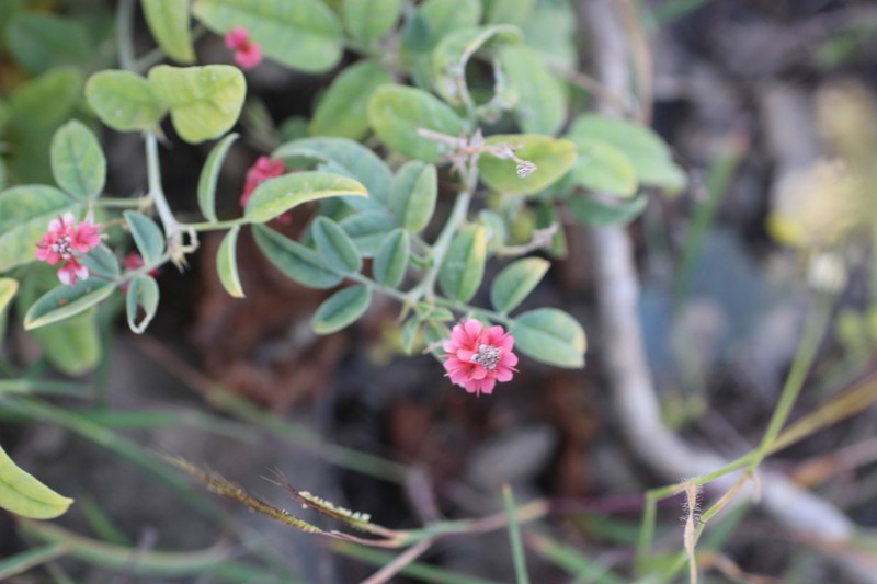 Indigofera volkensii photo 2