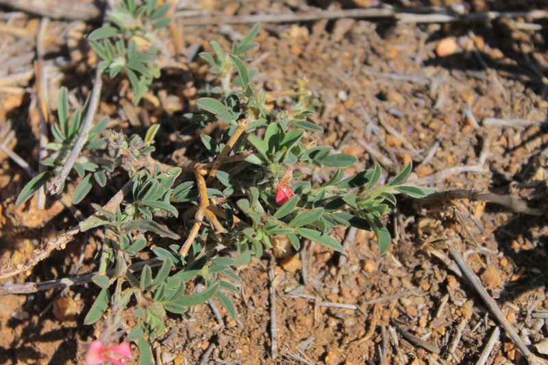 Indigofera volkensii photo 3