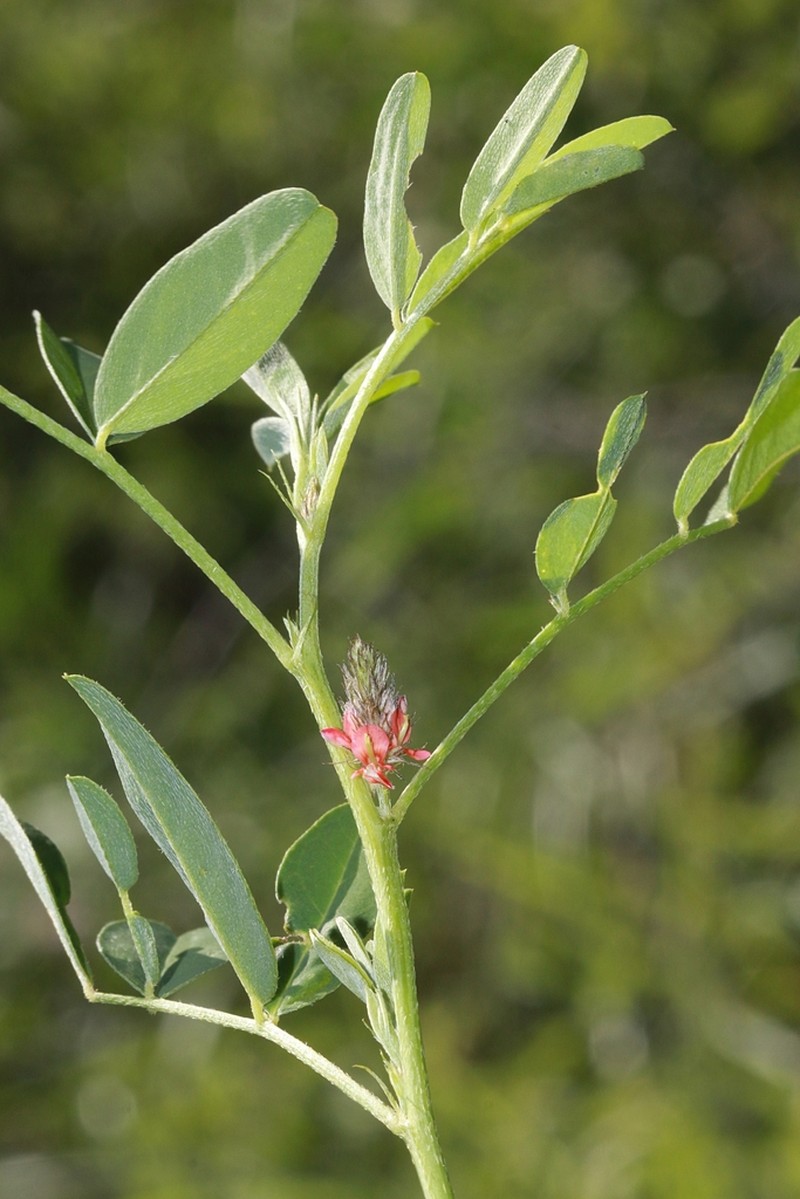 Indigofera volkensii photo 5
