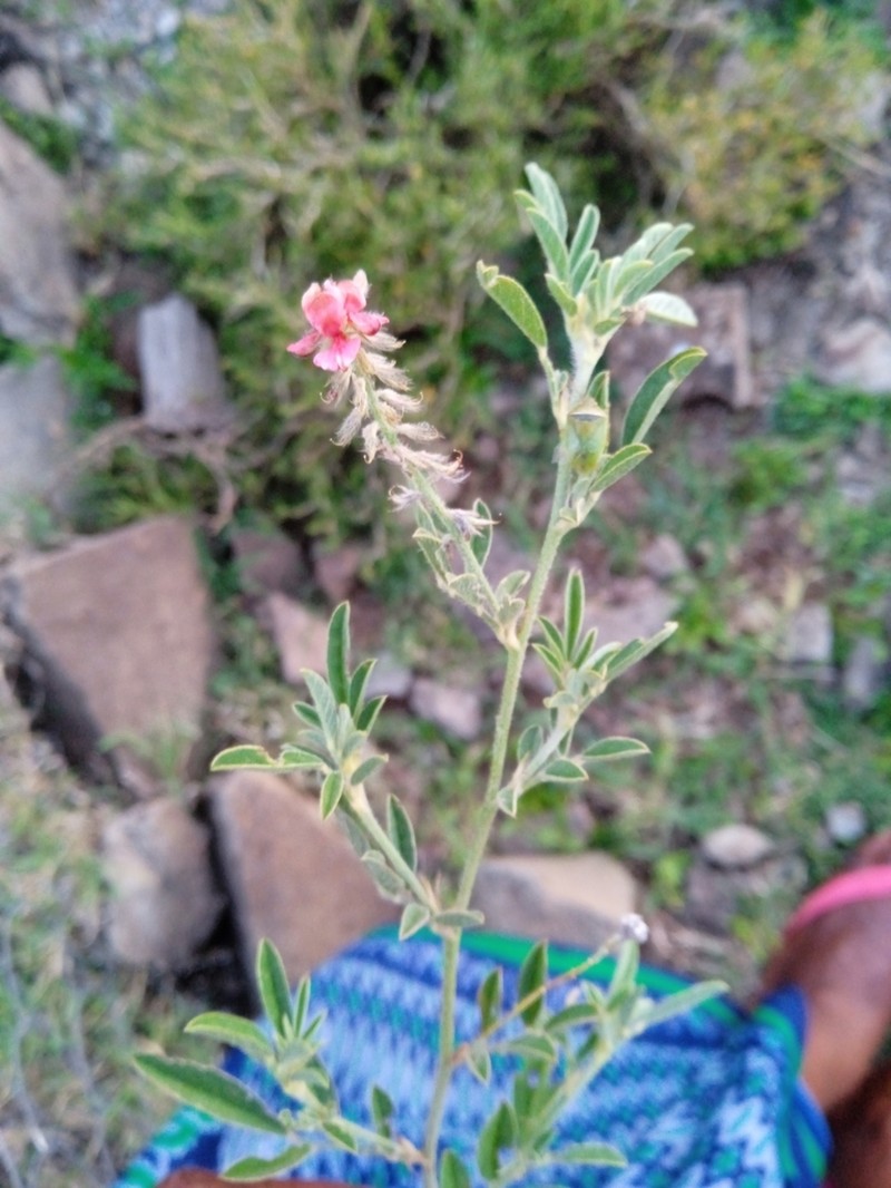 Indigofera volkensii photo 6