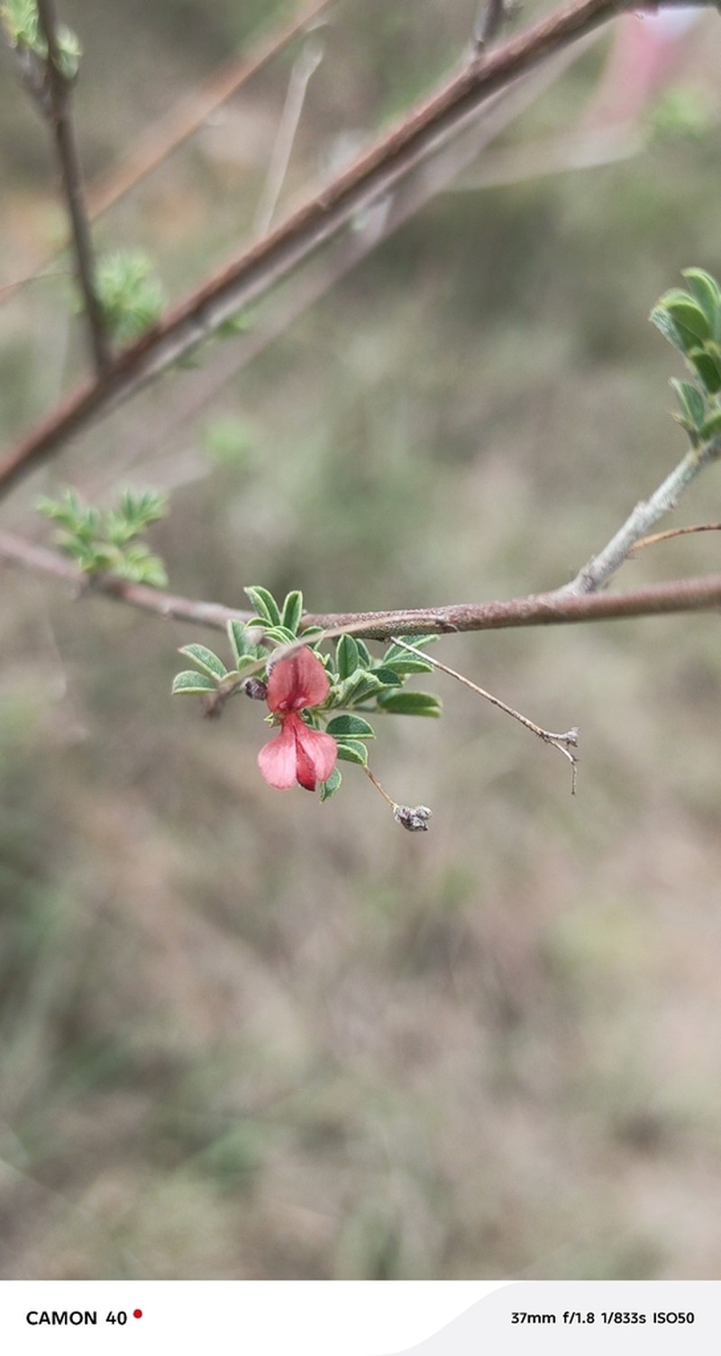 Indigofera volkensii photo 7