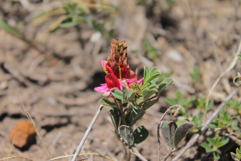Indigofera volkensii photo 8