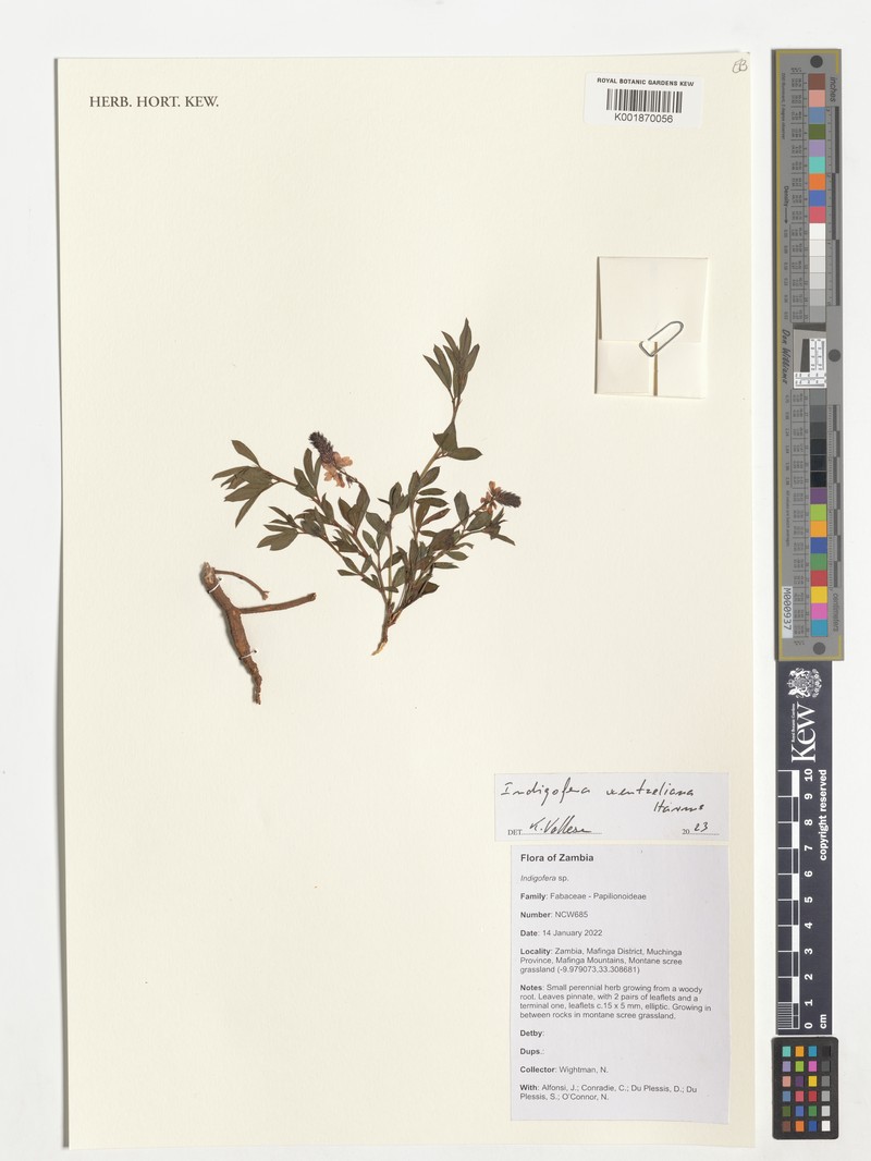 Indigofera wentzeliana