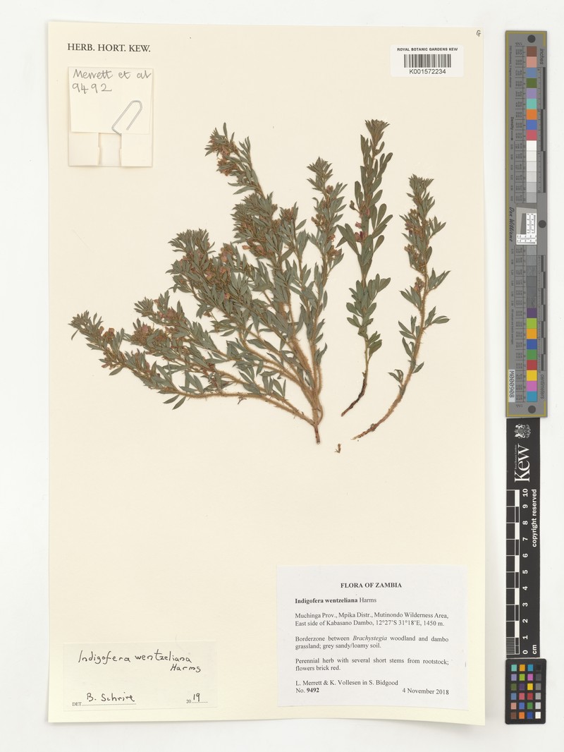 Indigofera wentzeliana photo 2