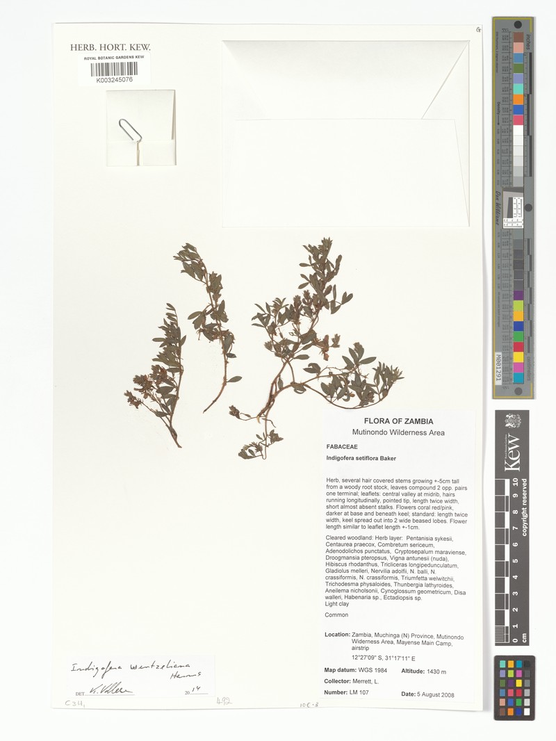 Indigofera wentzeliana photo 3
