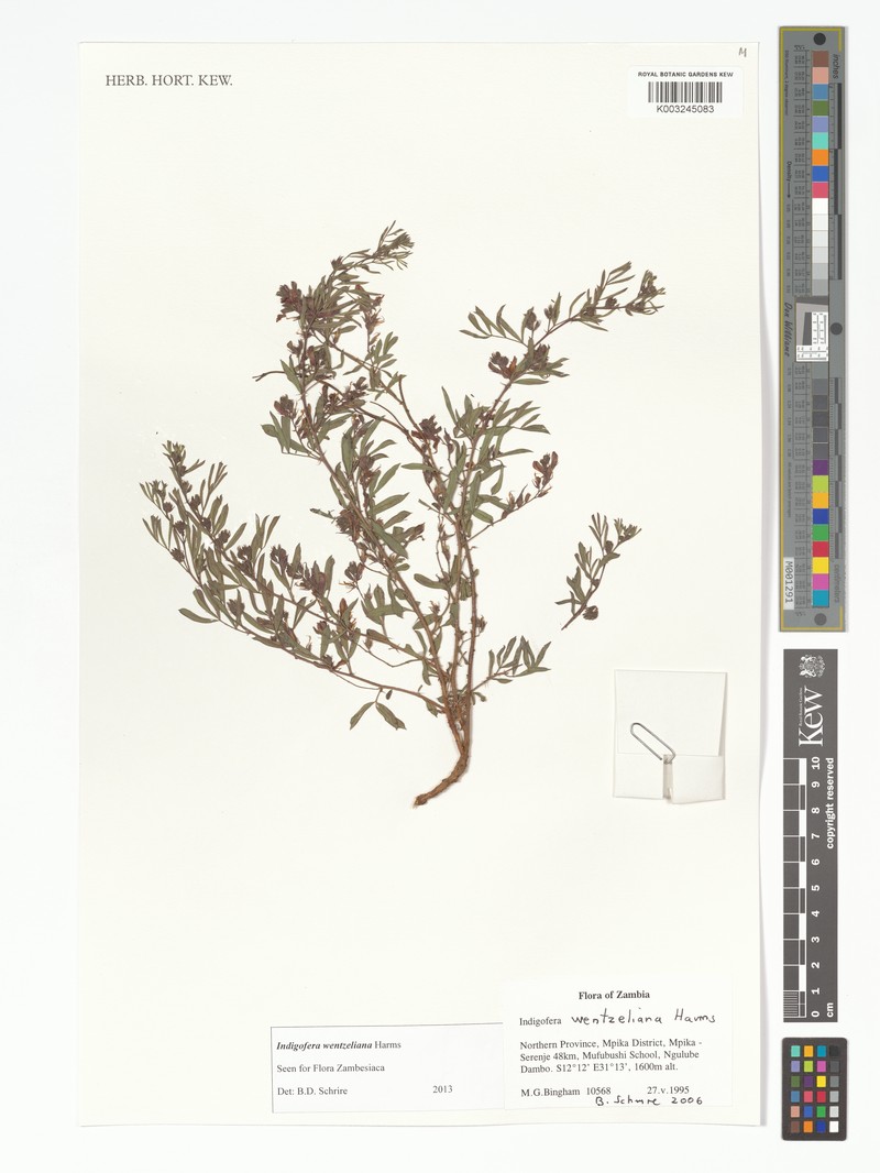 Indigofera wentzeliana photo 4