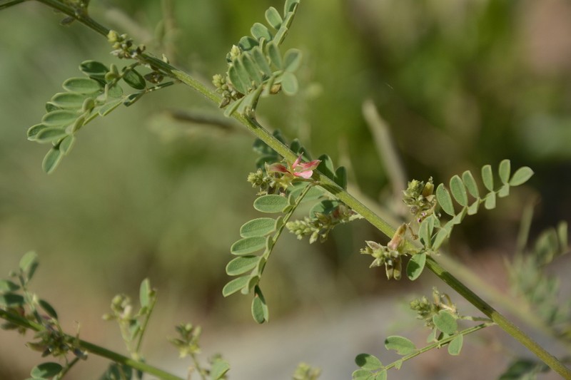 Indigofera wightii photo 2