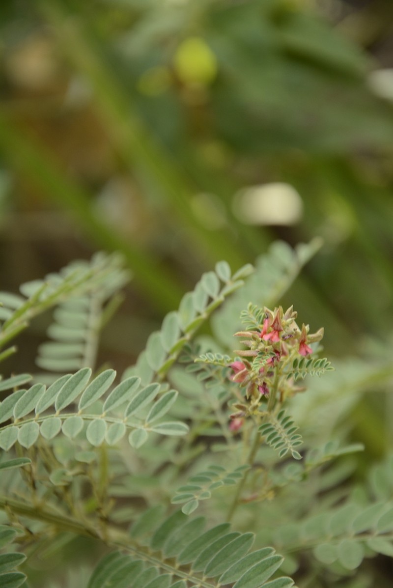Indigofera wightii photo 3