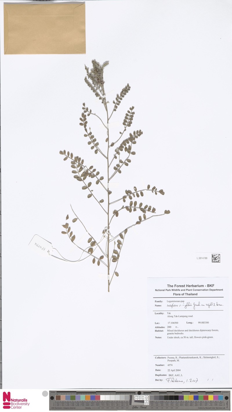Indigofera wightii photo 5