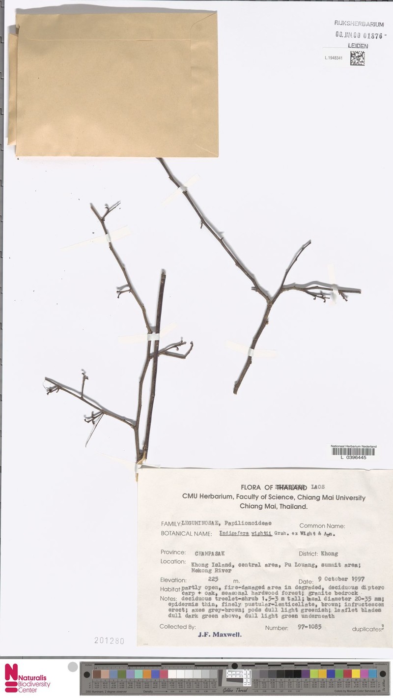 Indigofera wightii photo 6