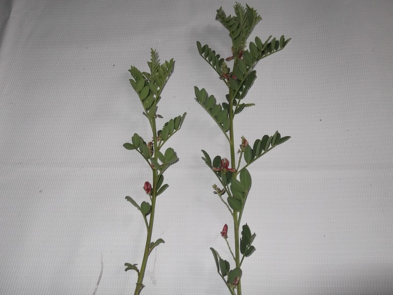Indigofera wightii