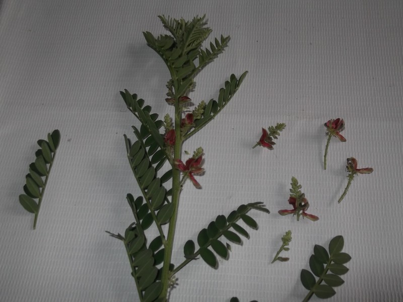 Indigofera wightii photo 8