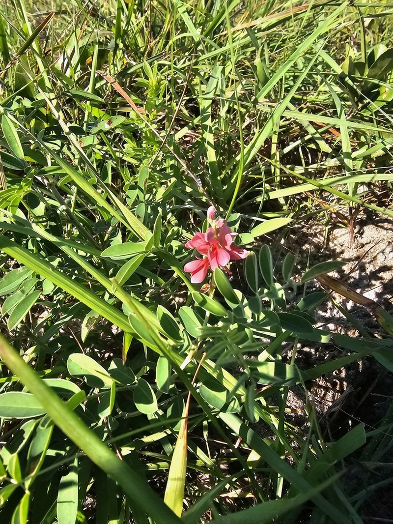 Indigofera williamsonii