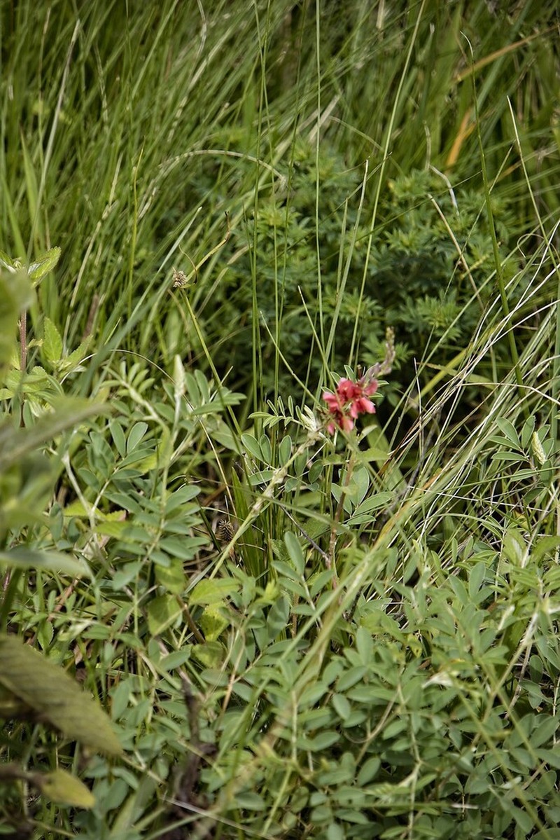 Indigofera williamsonii photo 2