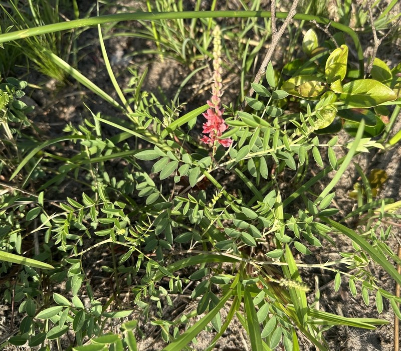 Indigofera williamsonii photo 3