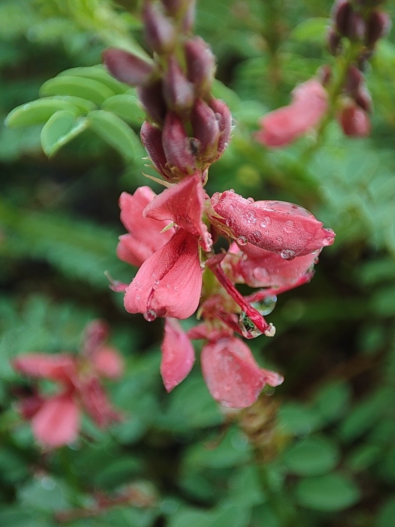 Indigofera williamsonii photo 4