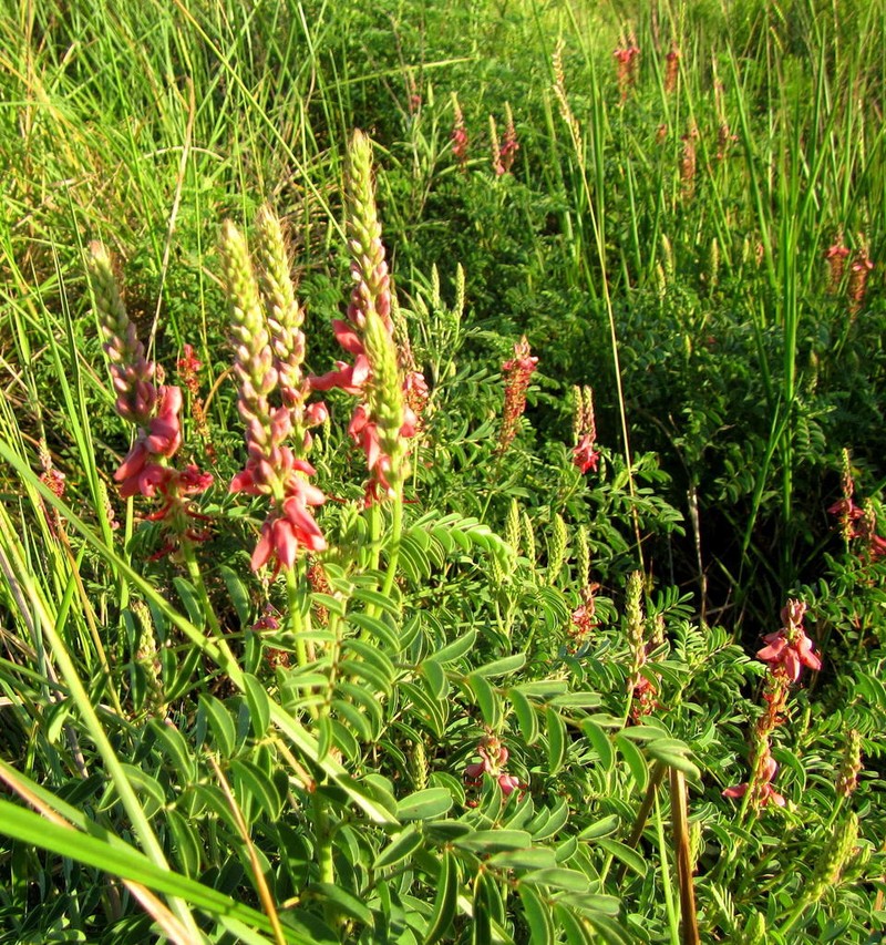 Indigofera williamsonii photo 5
