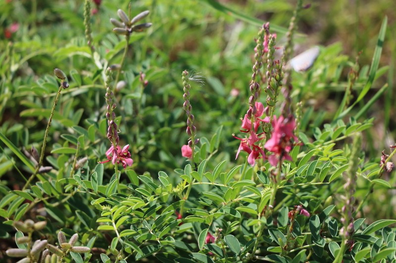 Indigofera williamsonii photo 6
