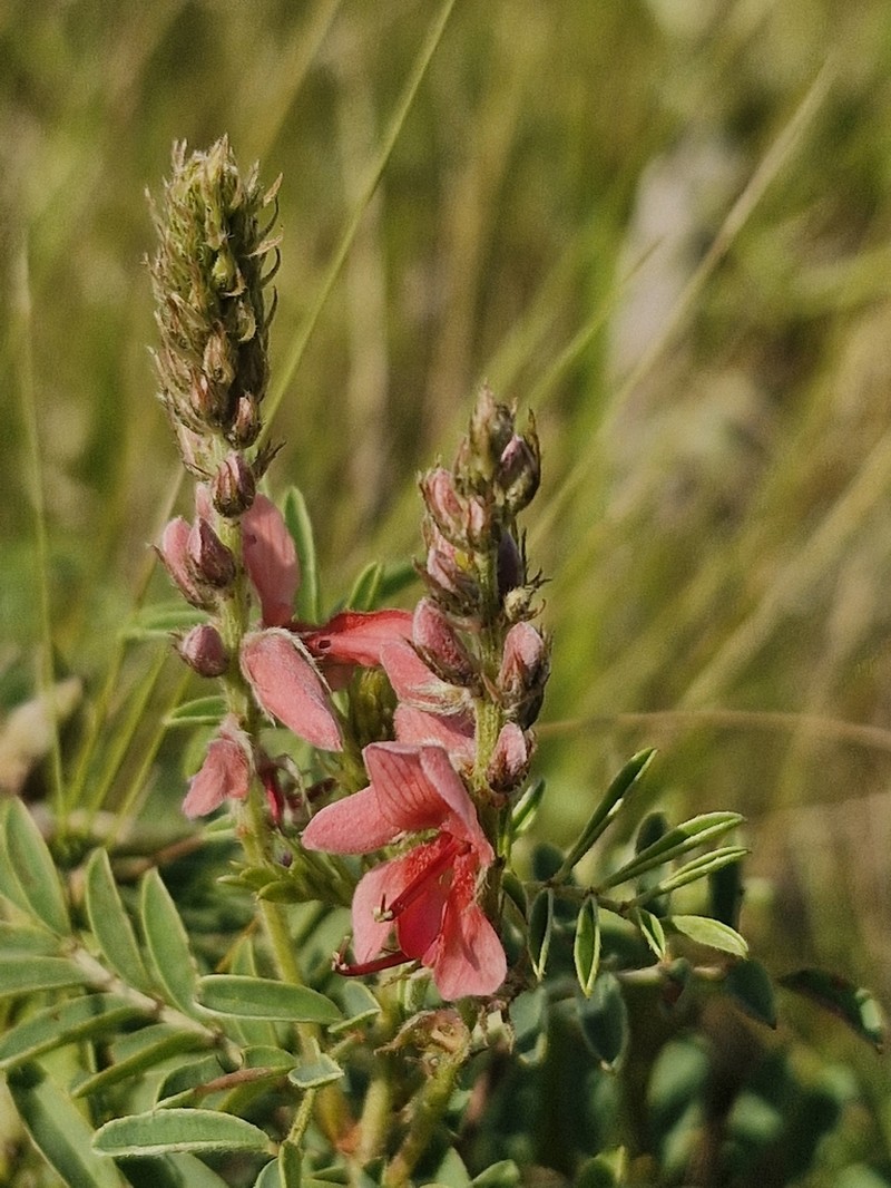 Indigofera williamsonii photo 7