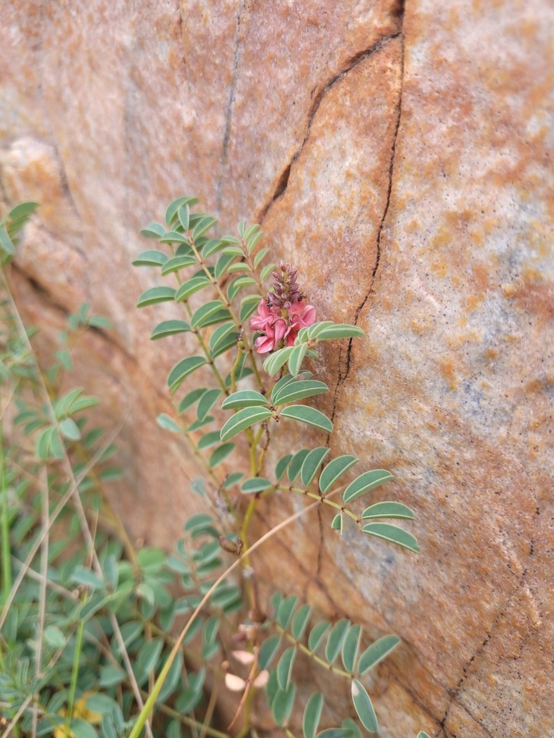 Indigofera williamsonii photo 8