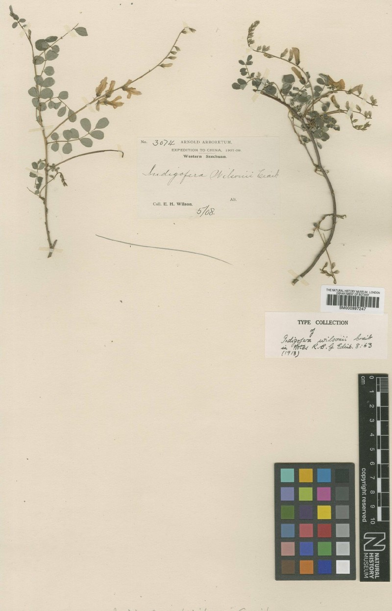 Indigofera wilsonii