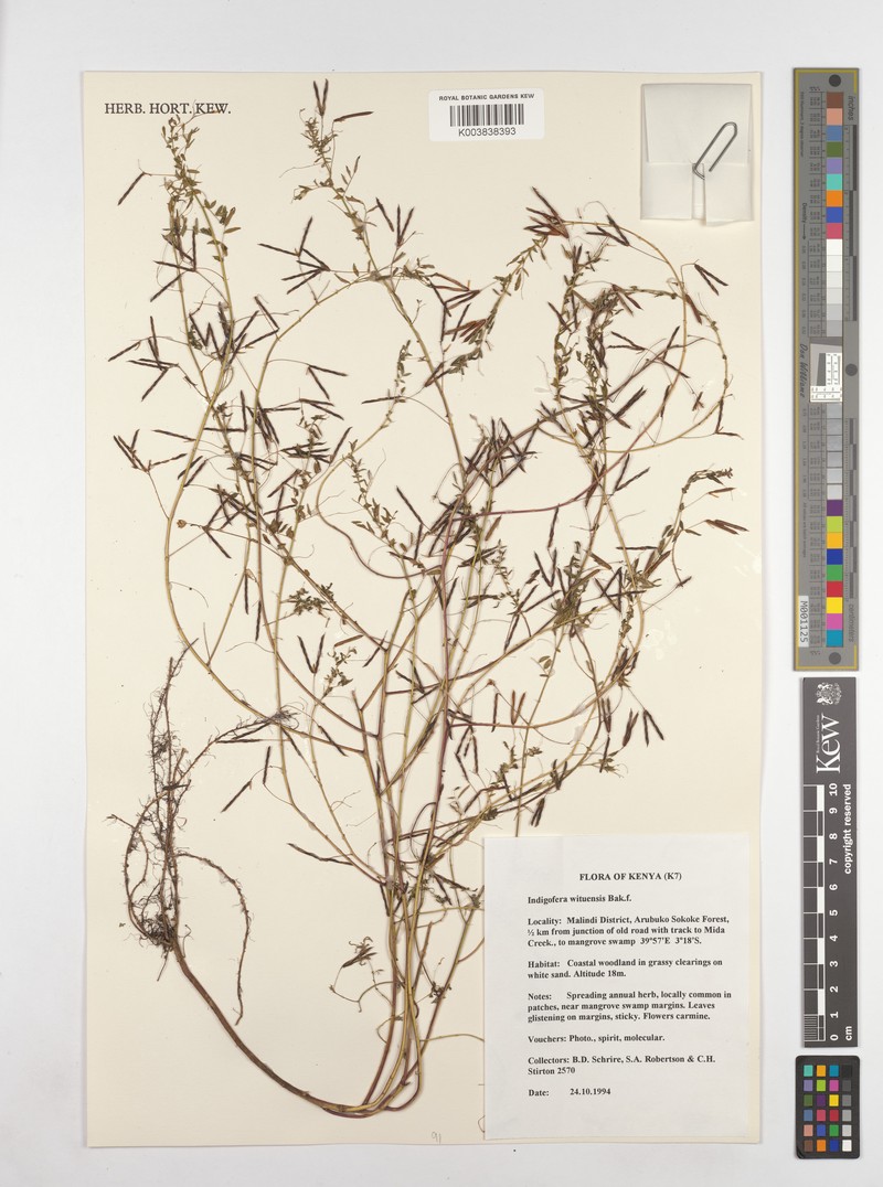 Indigofera wituensis