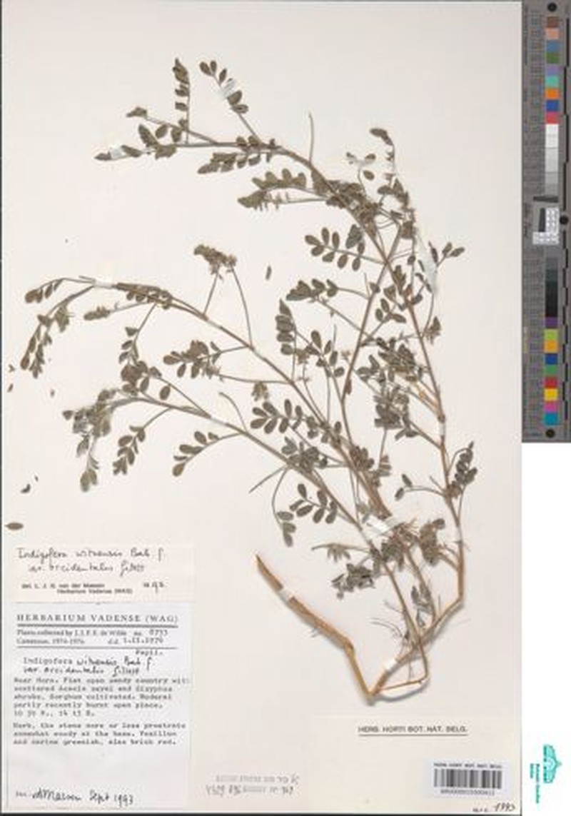 Indigofera wituensis photo 2