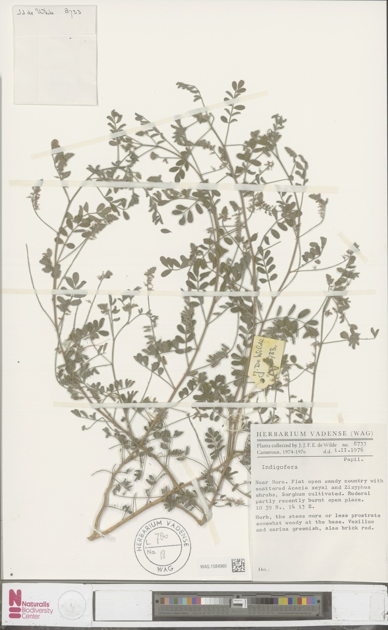 Indigofera wituensis photo 3