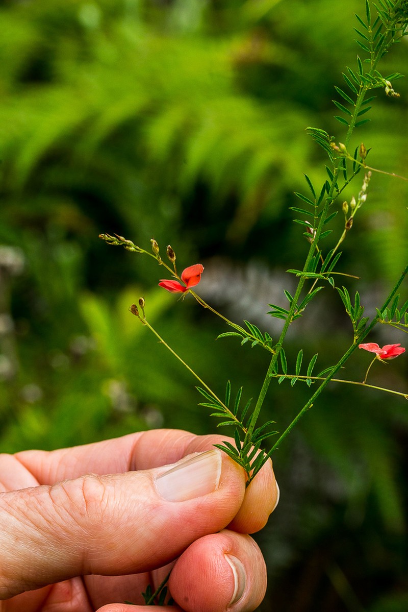 Indigofera woodii