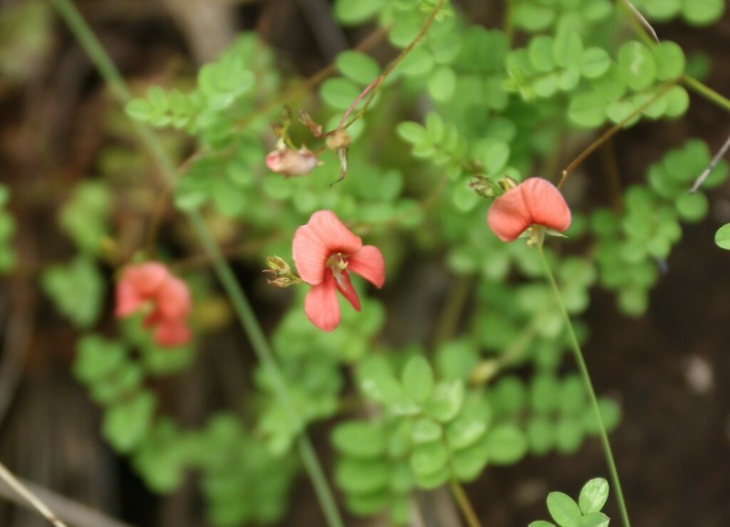 Indigofera woodii photo 2