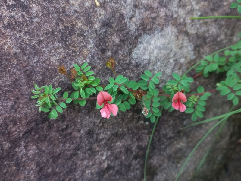 Indigofera woodii photo 3