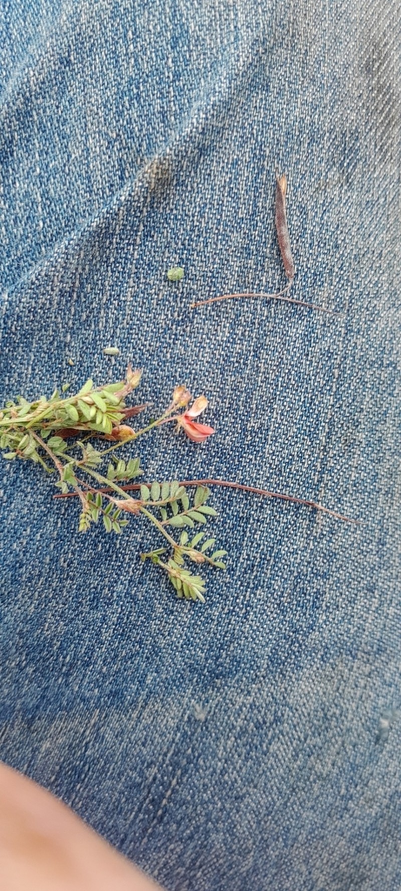 Indigofera woodii photo 4