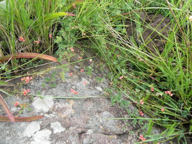 Indigofera woodii photo 5