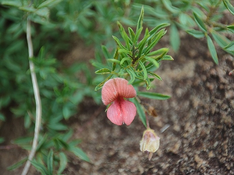 Indigofera woodii photo 7