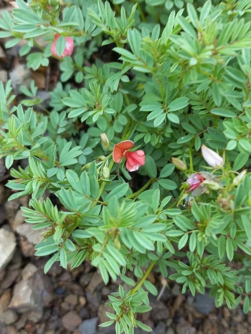 Indigofera woodii photo 8