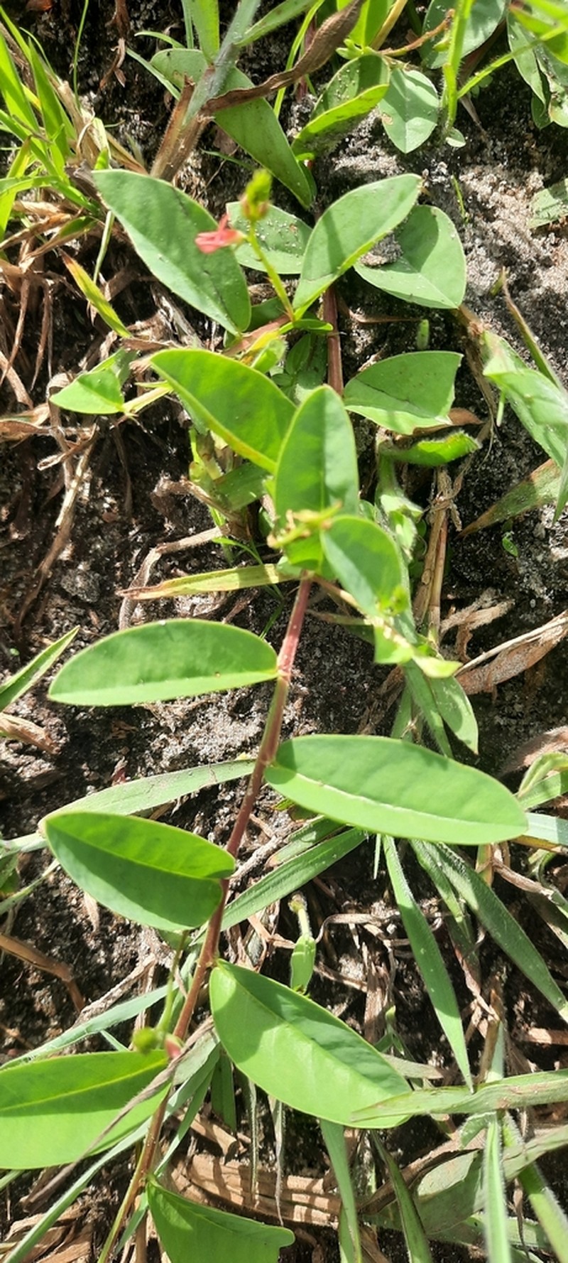 Indigofera zanzibarica