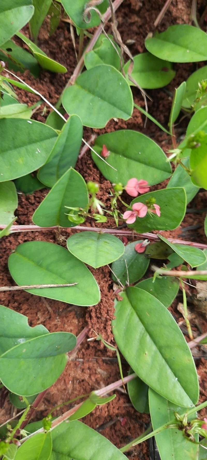 Indigofera zanzibarica photo 2