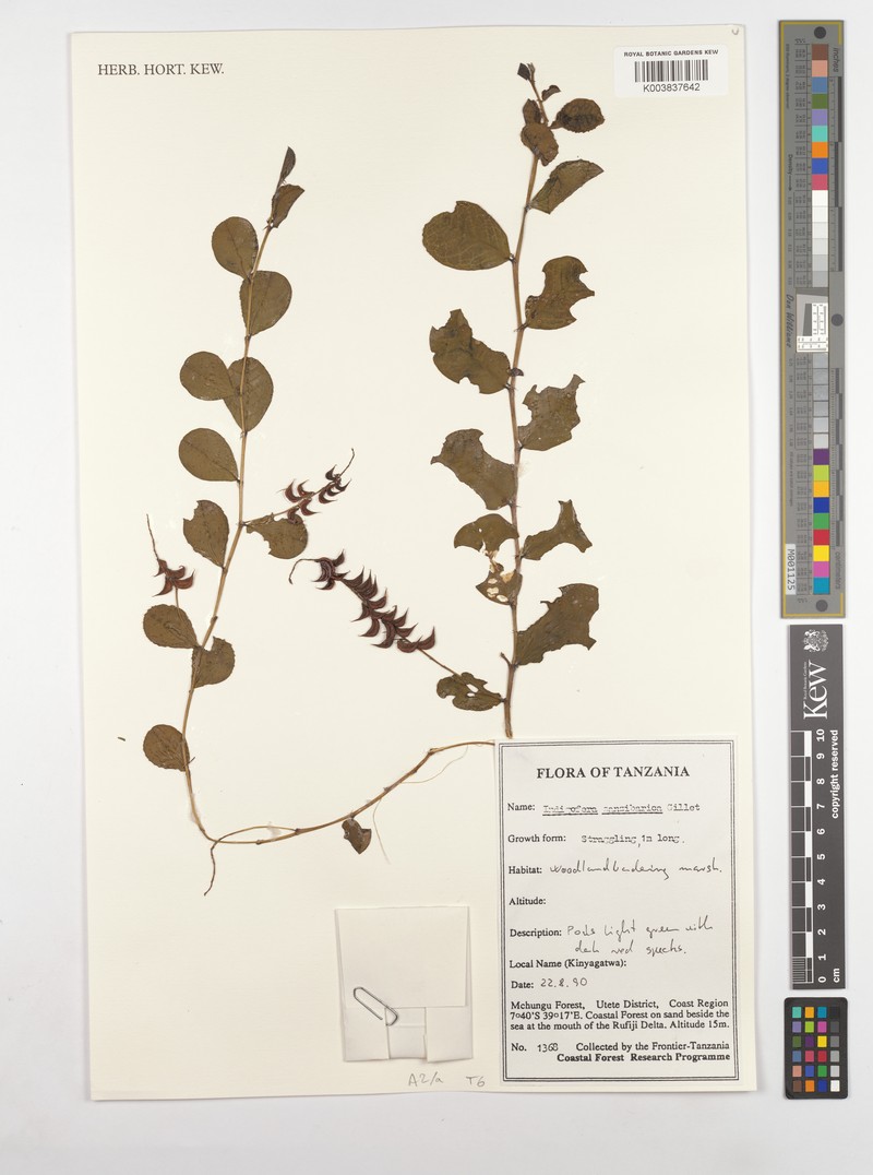 Indigofera zanzibarica photo 3