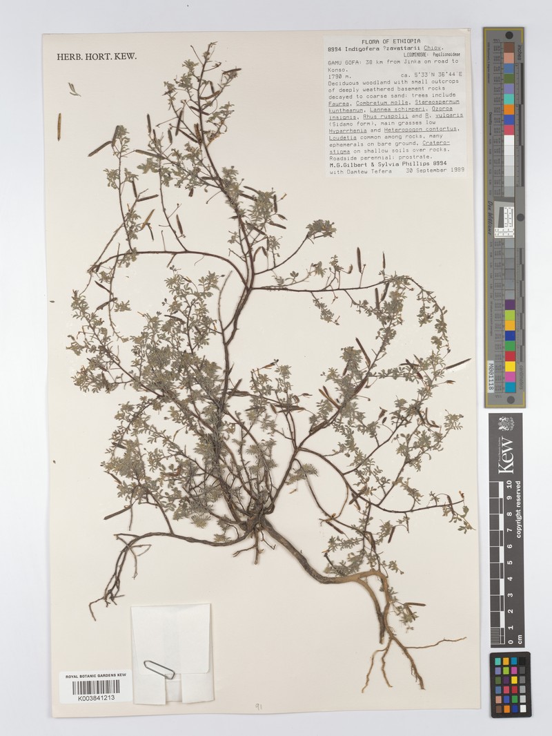 Indigofera zavattarii
