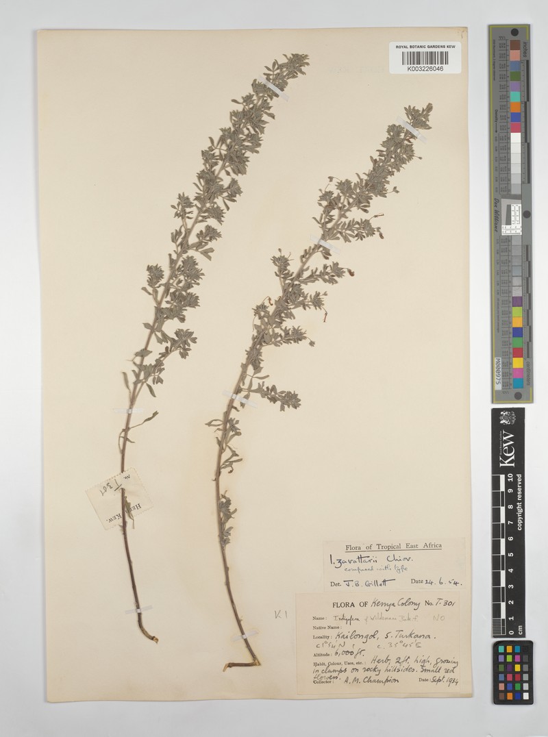 Indigofera zavattarii photo 3