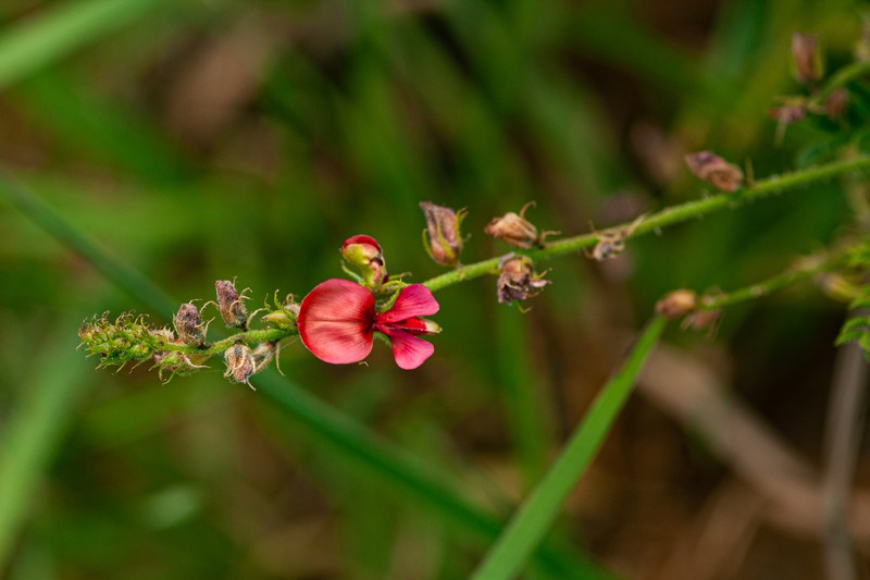 Indigofera zenkeri photo 2